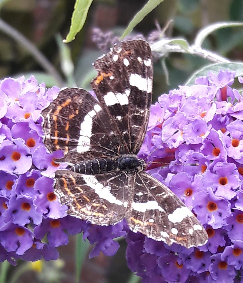 Grote ijsvogelvlinder?